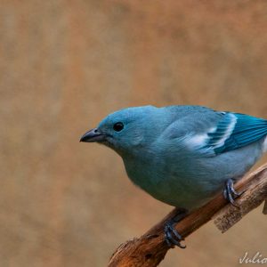 Birdwatching in Peru