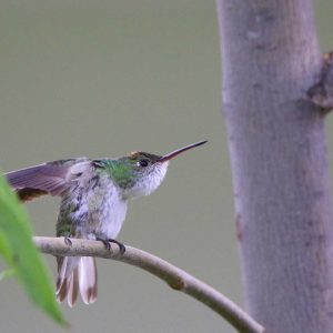 Birdwatching in Peru